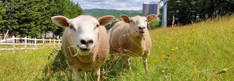 Area of Sheep Ground