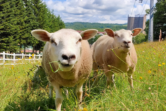 Rusutsu Farm Sheep Land