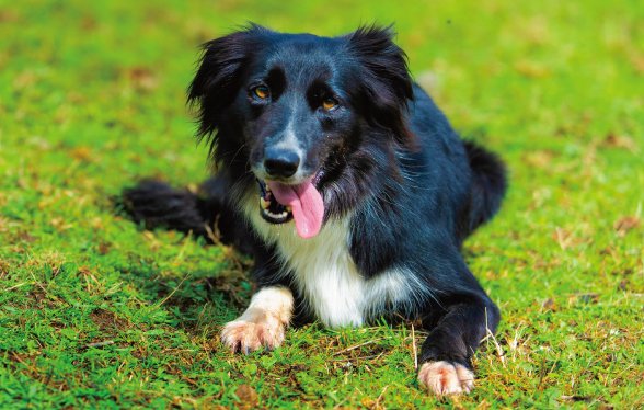 Fergie (Border Collie)