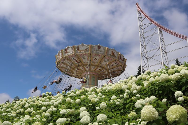 真っ白な西洋アジサイ「アナベル」が見ごろ！お花であふれるルスツの遊園地へ