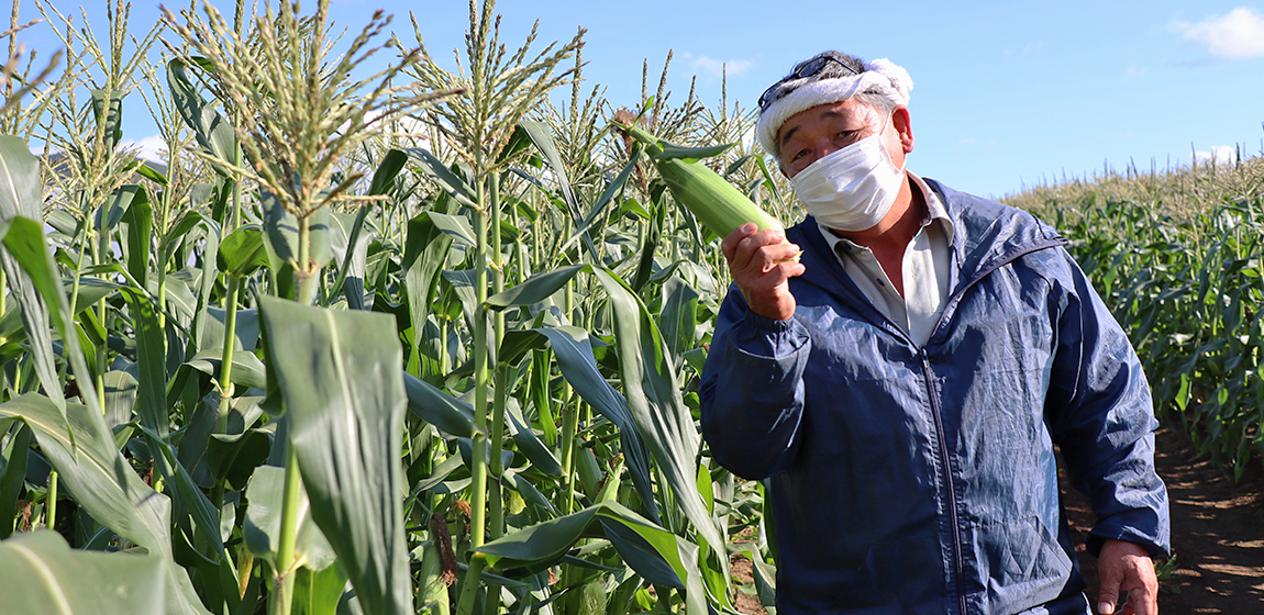 Sweet Corn Harvesting & Processing