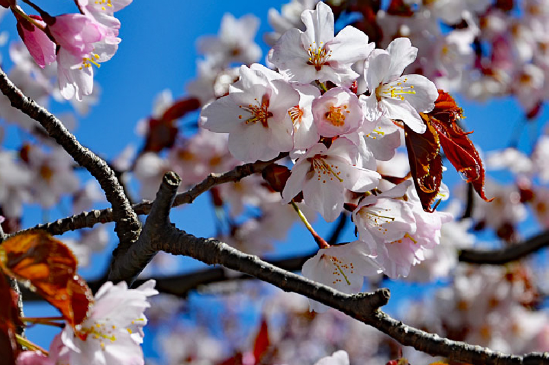 今年のGWは、ルスツで桜が楽しめる！かも⁉