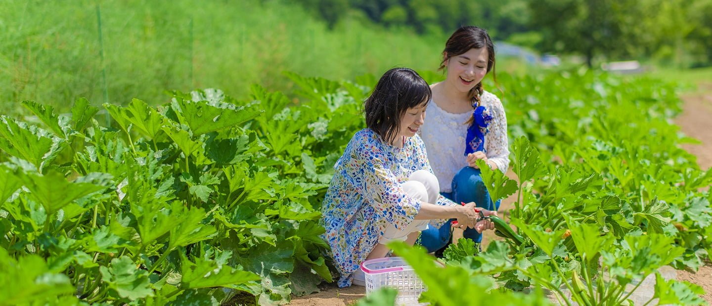 留寿都农场 收获体验