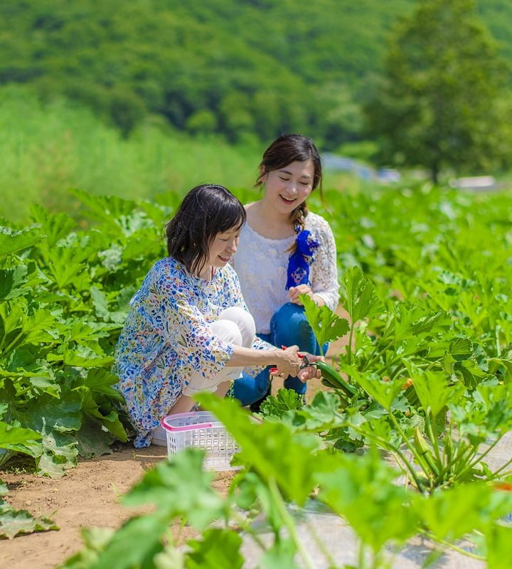 留寿都农场 收获体验