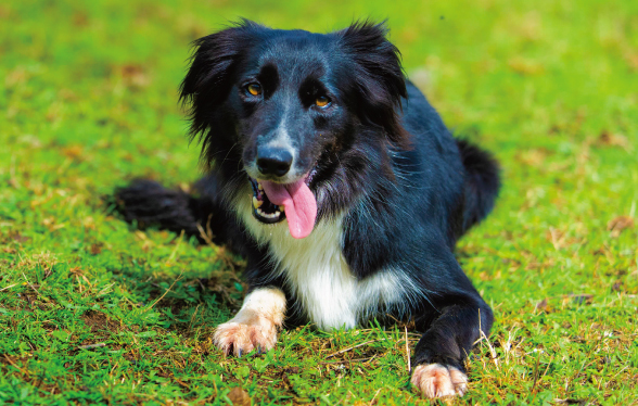 Fergie (Border Collie)