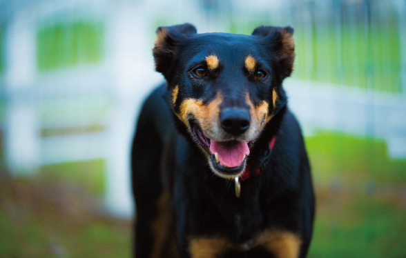 Lucy (Australian Kelpie)