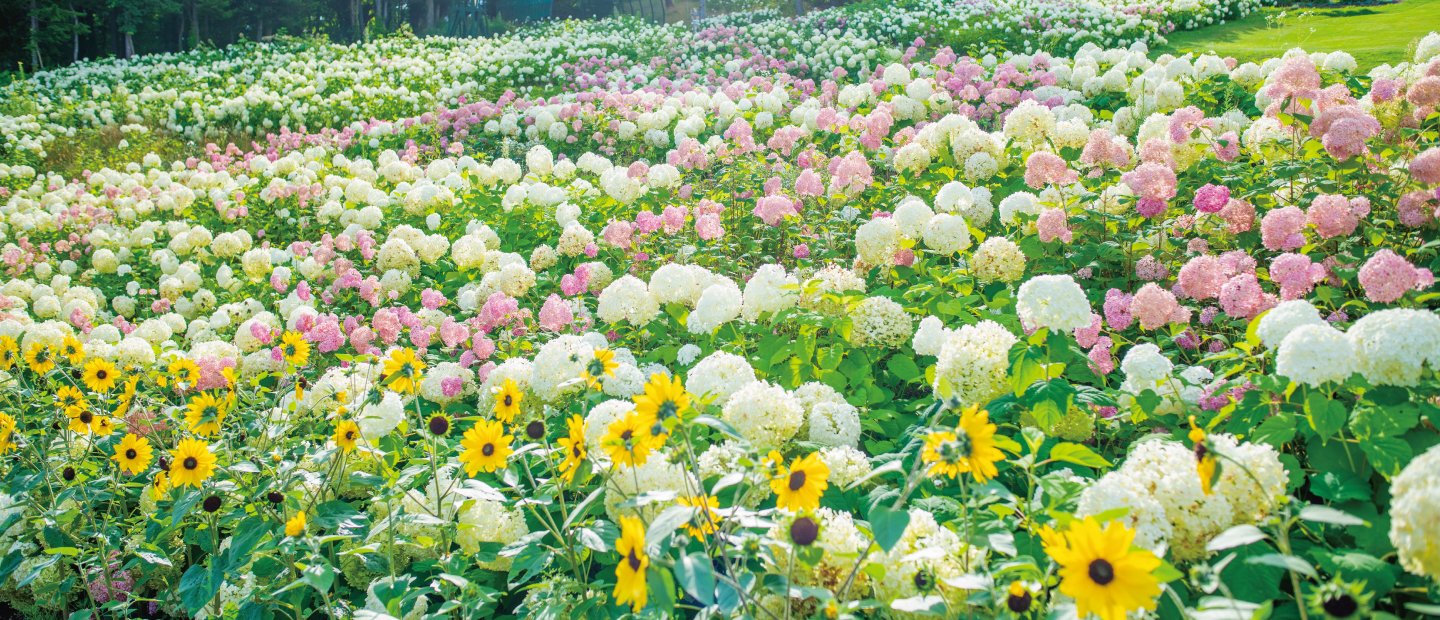 花のみち「ル・ノンノ」