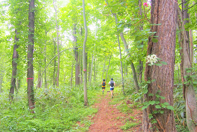 Forest Trail - 徒步旅行路线